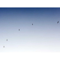 Small Paper Keyboard fr-FR